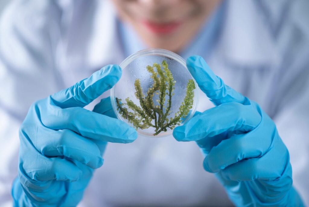 Lab technician holding a plant sample